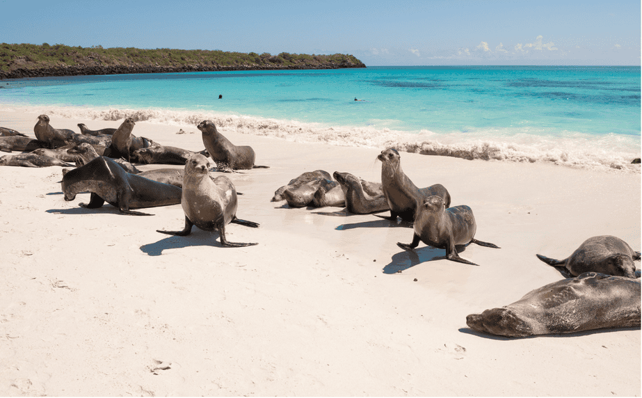 Eine Gruppe von Seelöwen liegt oder steht am weißen Sandstrand der Galápagosinseln, mit türkisfarbenem Wasser im Hintergrund.